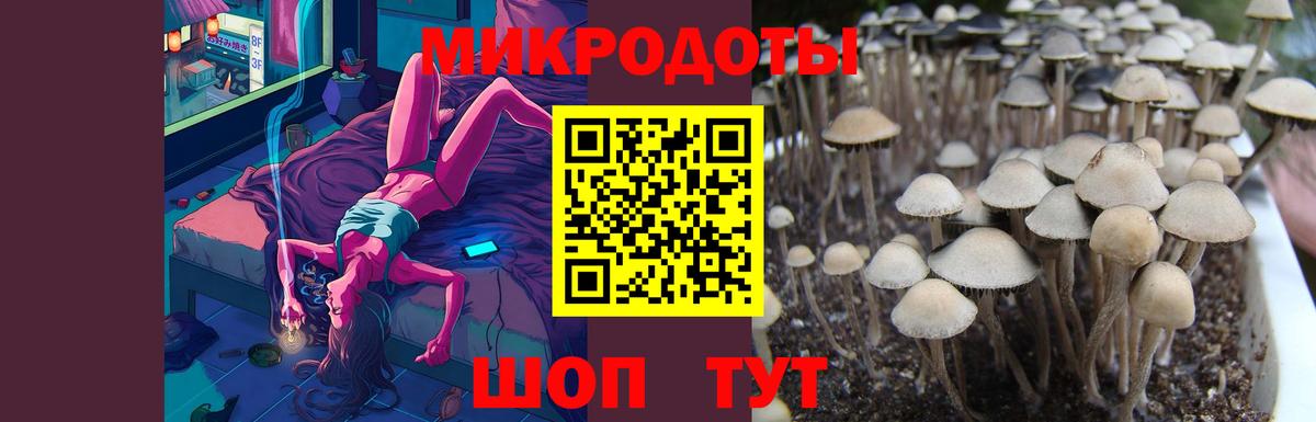 Псилоцибиновые грибы Psilocybe  Вход с VPN  Псилоцибиновые грибы MAGIC MUSHROOMS  Владикавказ 